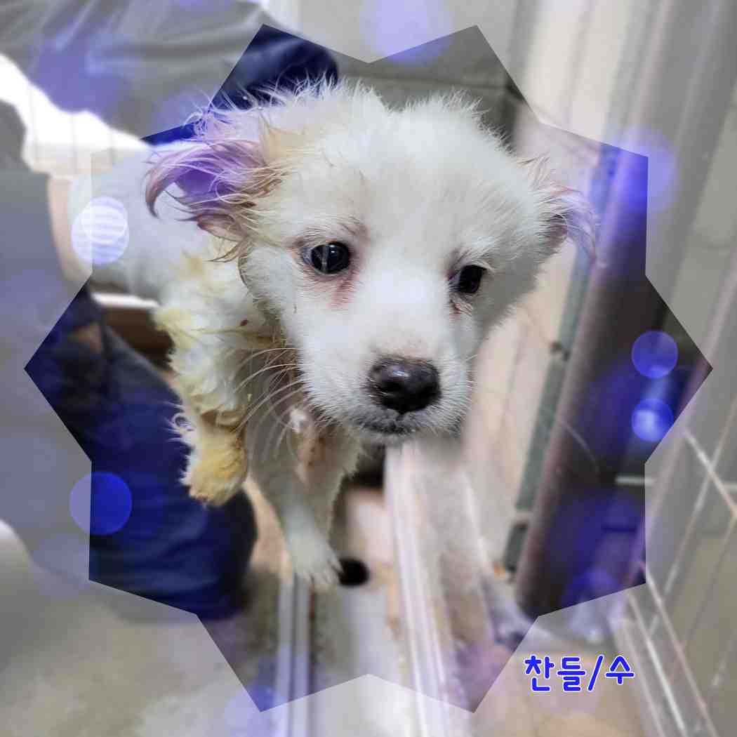보호중 믹스견의 가…