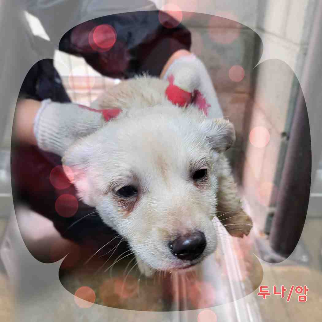 보호중 믹스견의 가…