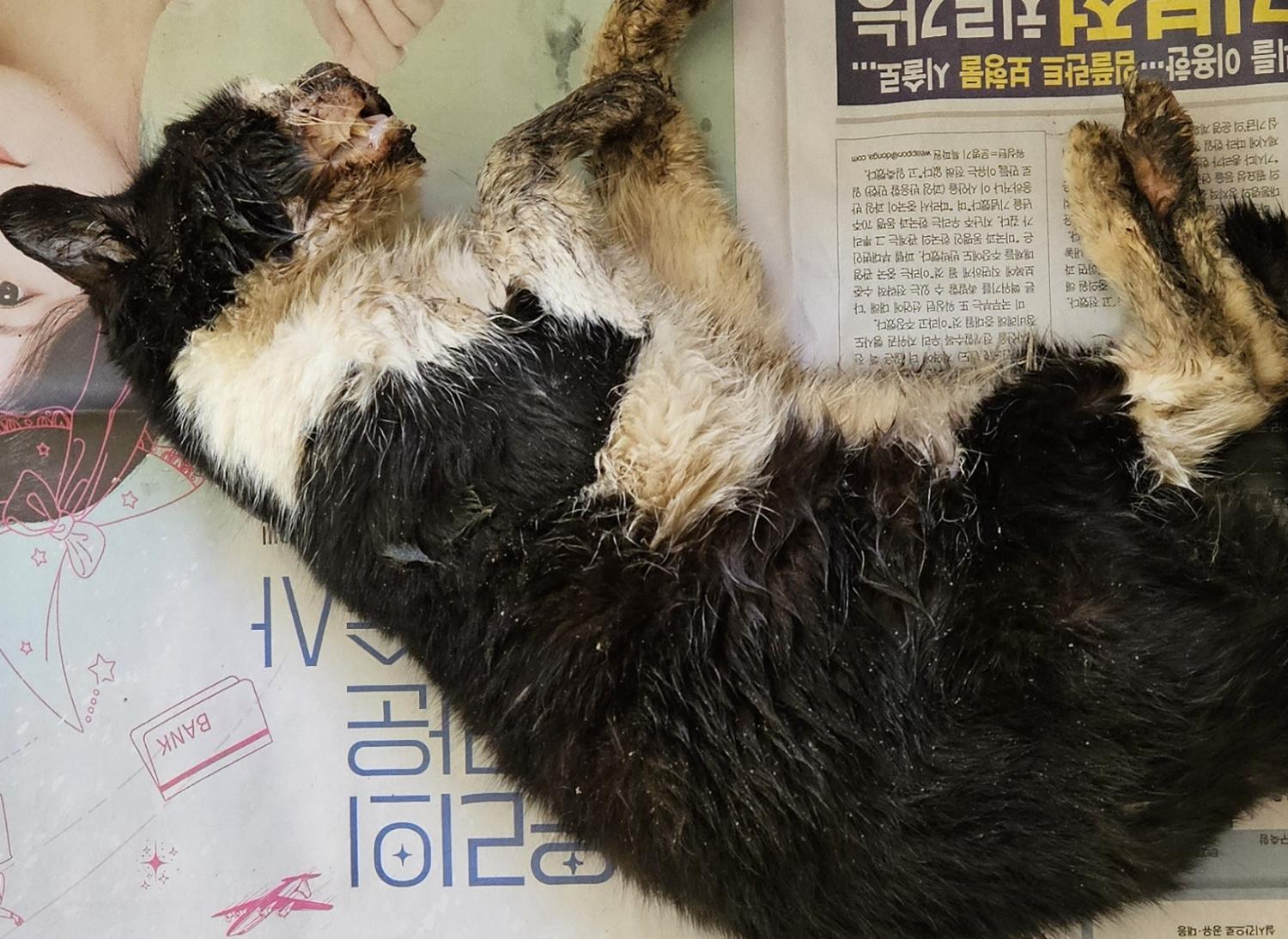 대구유기동물보호협회_427347202400004