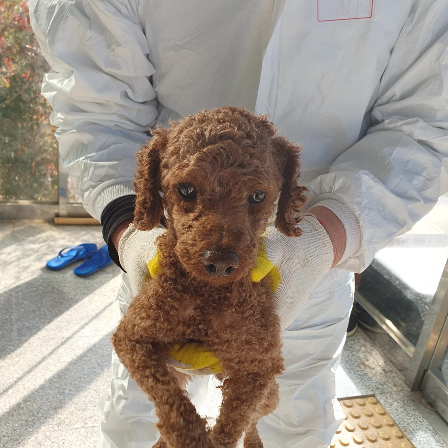 종료(반환) 푸들의…