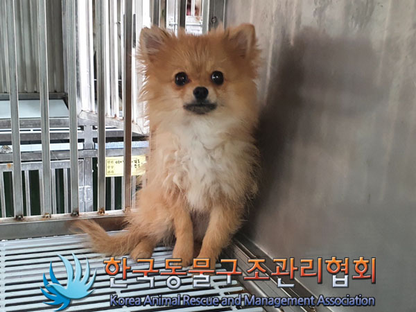 종료(입양) 포메라…