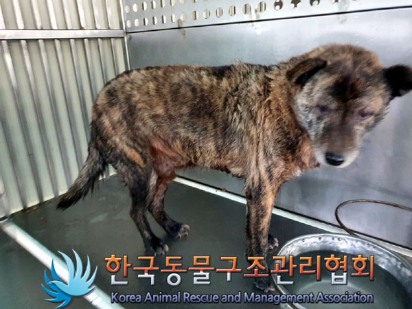 한국동물구조관리협회_441414202400007