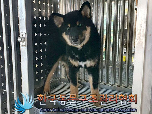 종료(입양) 시바의…