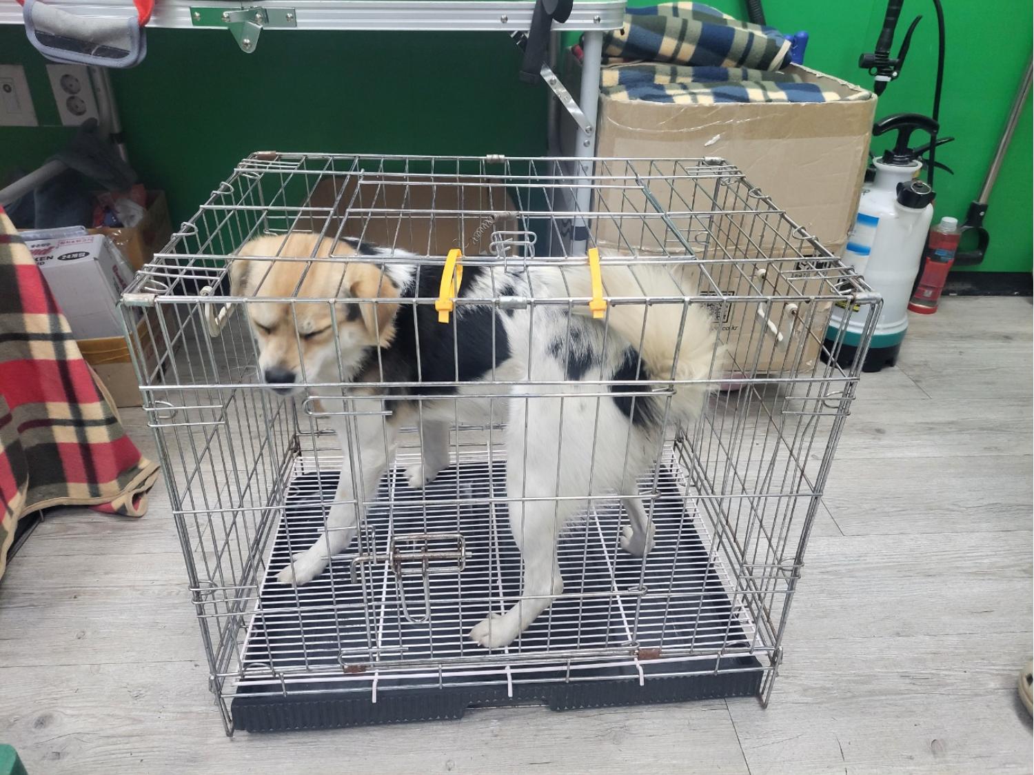 고양시동물보호센터_441394202400014