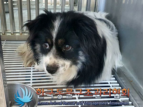 한국동물구조관리협회_441406202400024