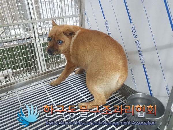 한국동물구조관리협회_441560202400012