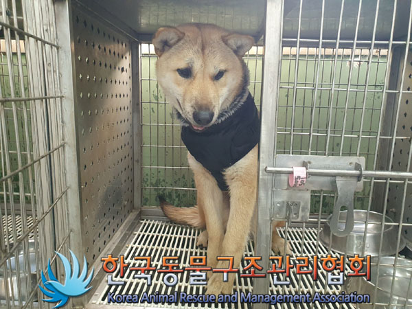 종료(반환) 믹스견…
