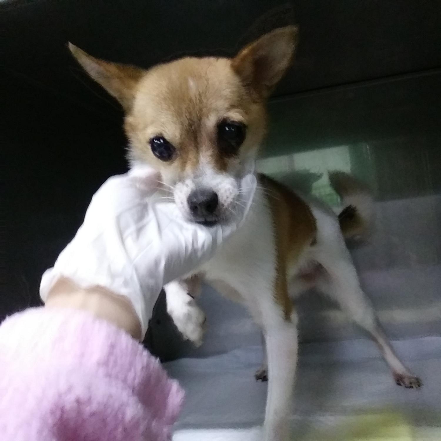인천광역시수의사회_428353202400008