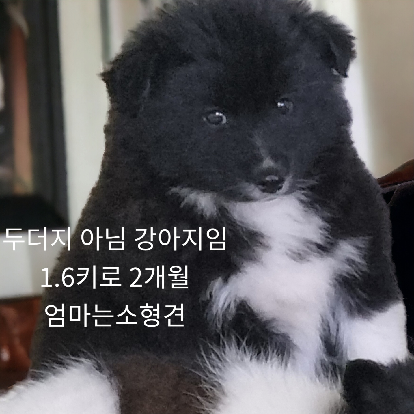 종료(입양) 믹스견…