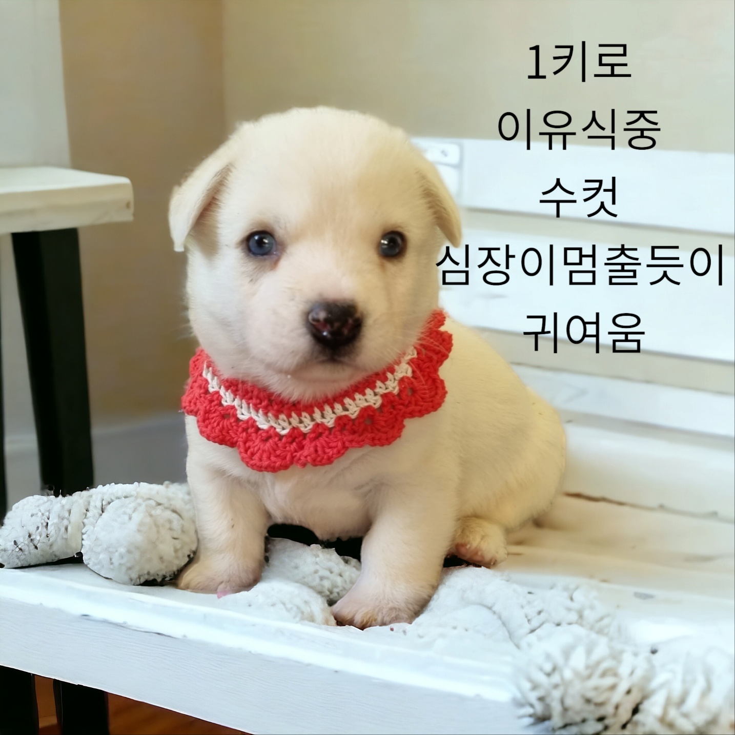 성주유기동물보호센터_447521202400013