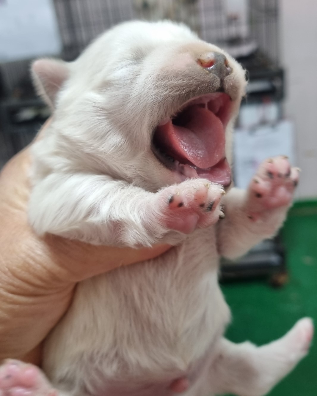 밀양시동물보호센터_448536202400019