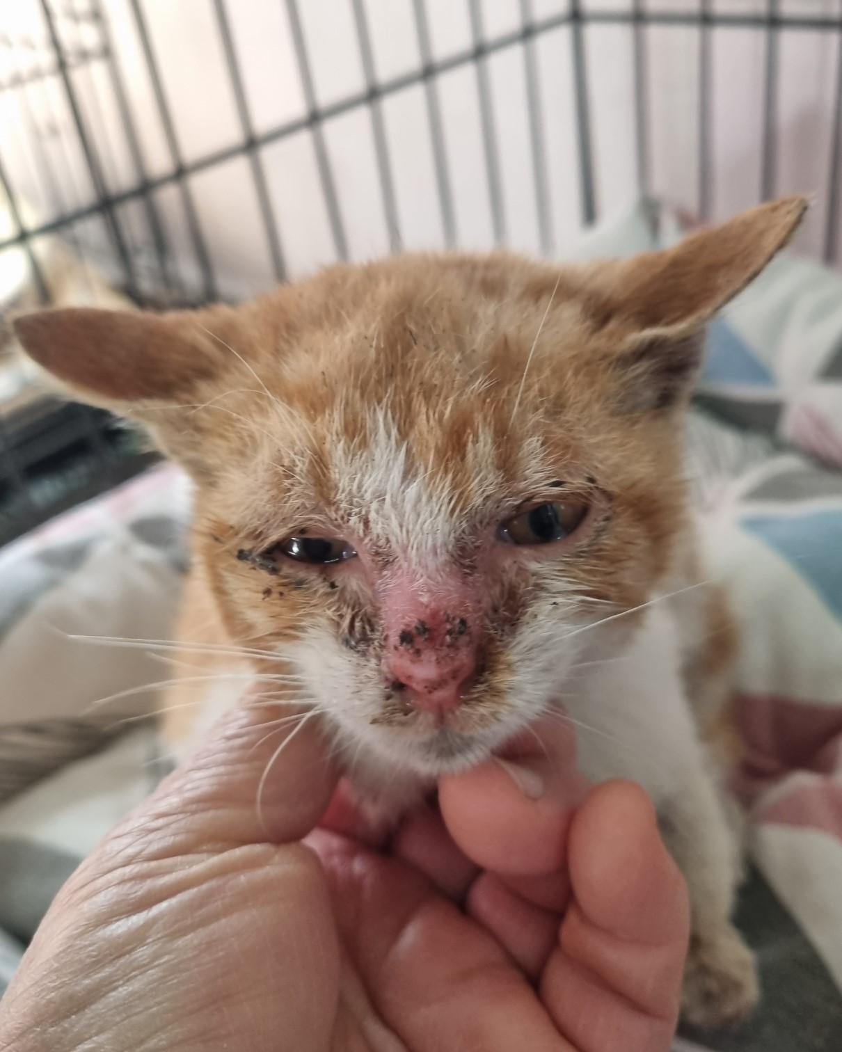 [고양이] 한국 고양이 경남-밀양-2024-00022 유기동물 배경 이미지 입니다.
