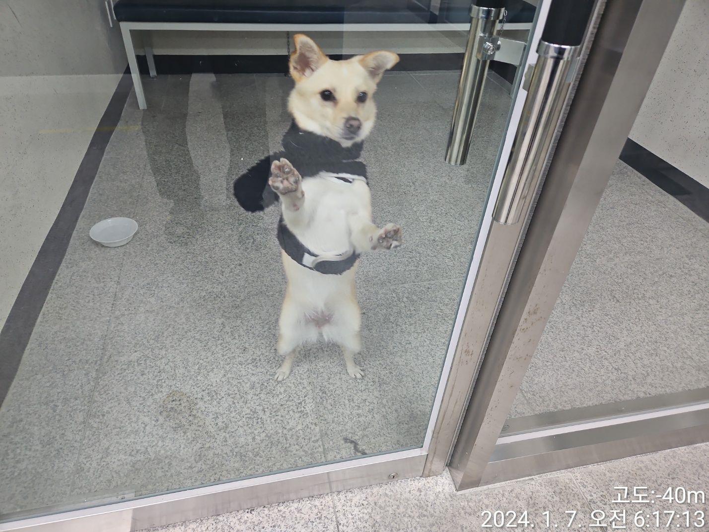 종료(반환) 믹스견…