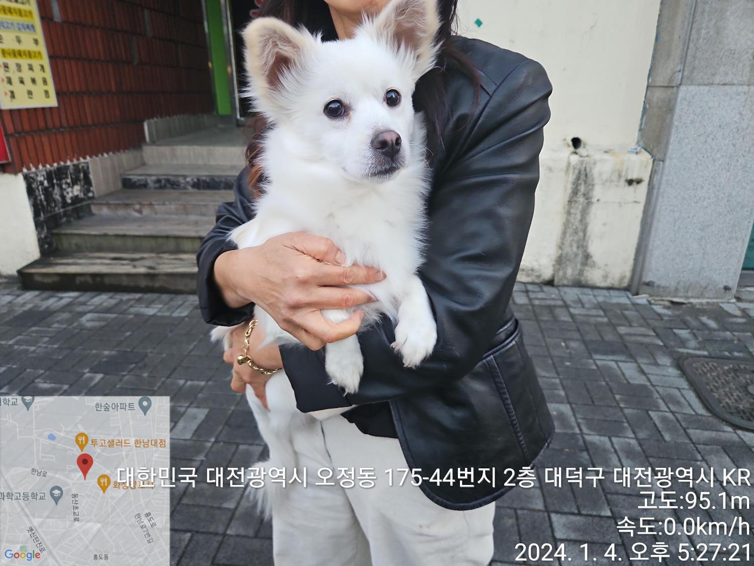 종료(반환) 믹스견…