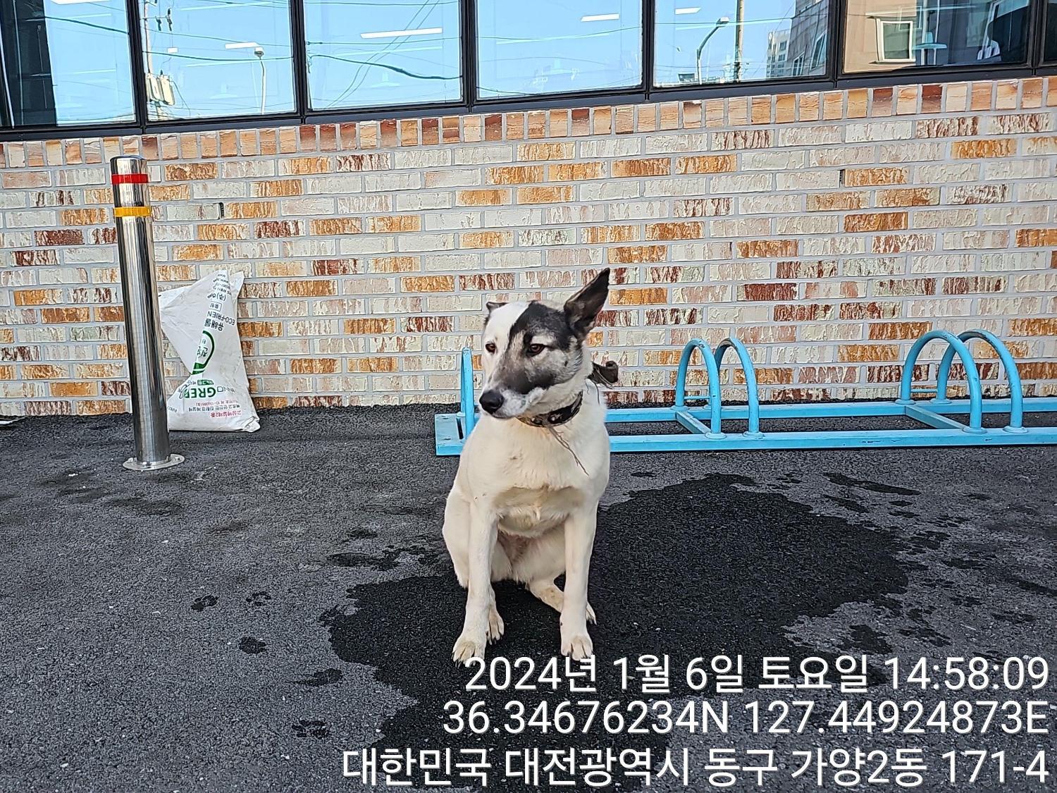 종료(반환) 믹스견…