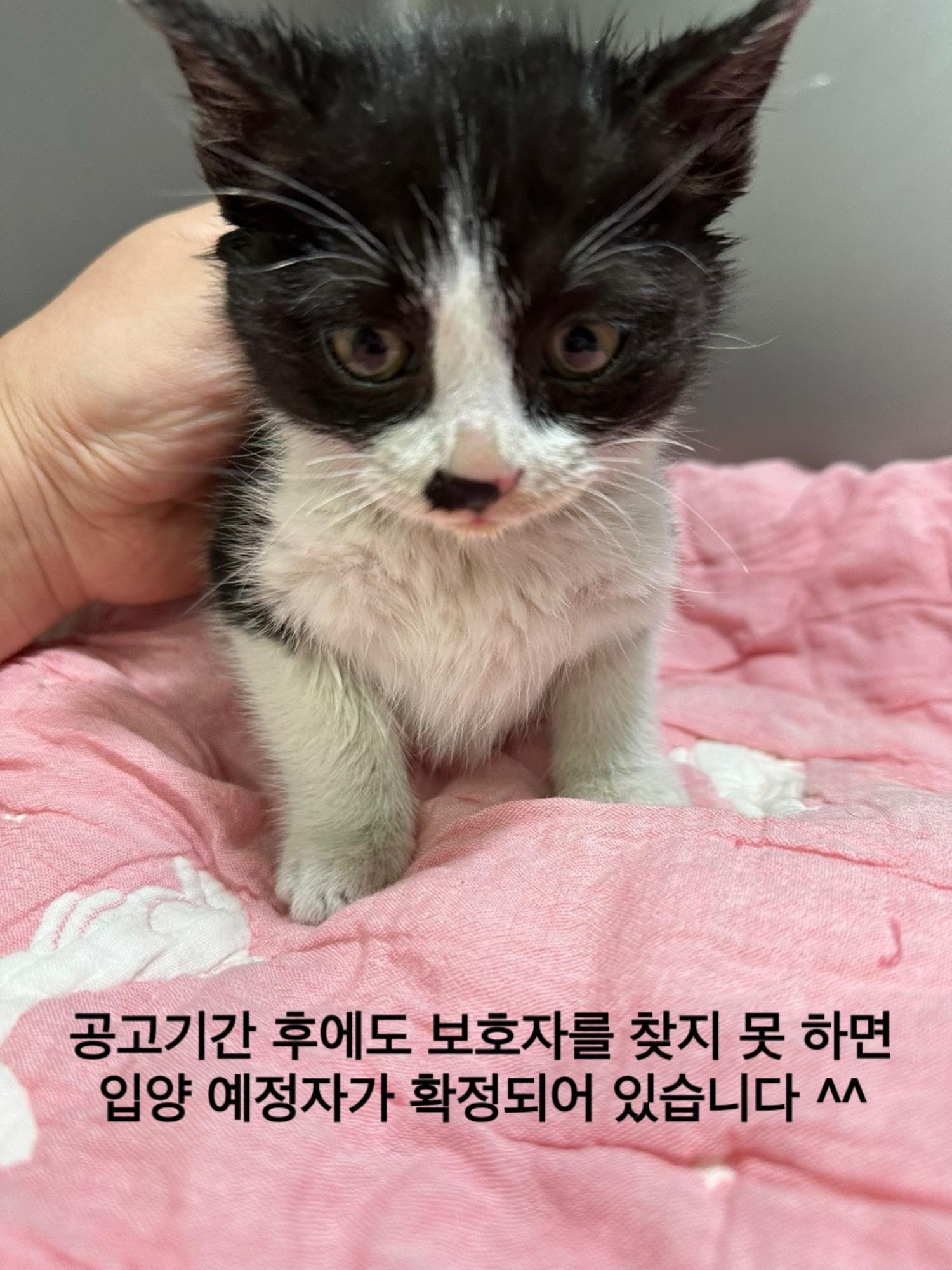 종료(입양) 한국 …