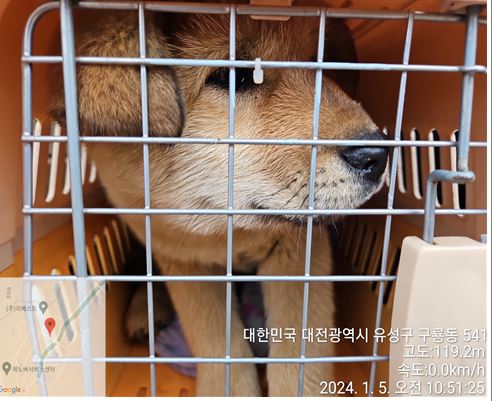 보호중 믹스견의 가…