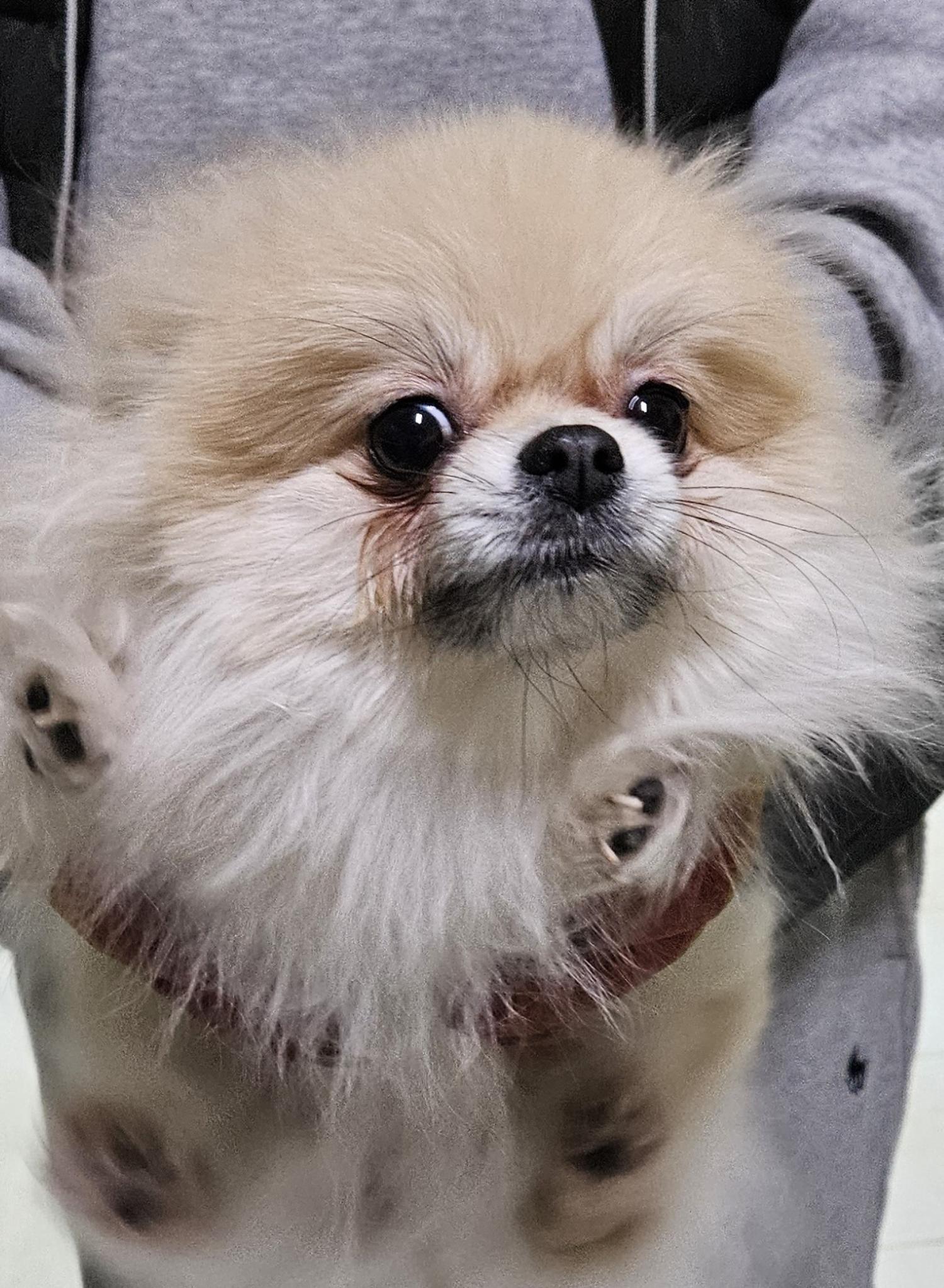 대구유기동물보호협회_427347202400008