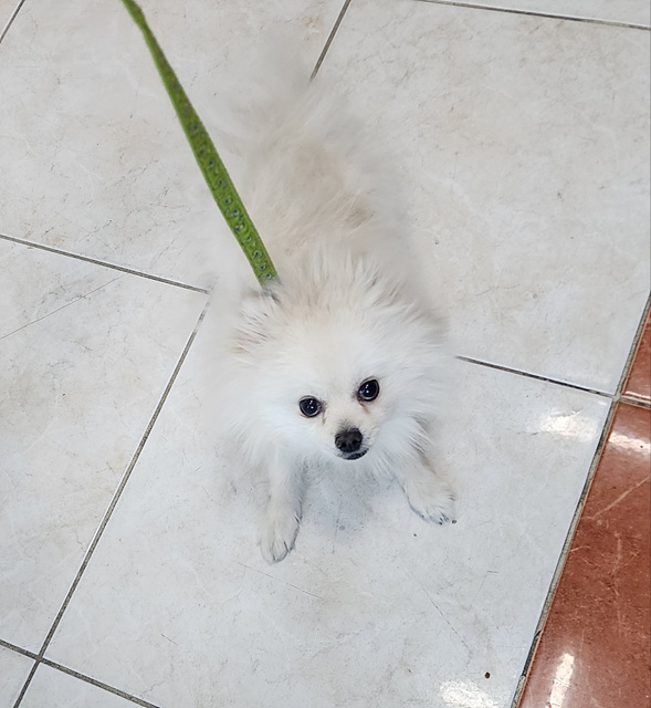 종료(입양) 포메라…