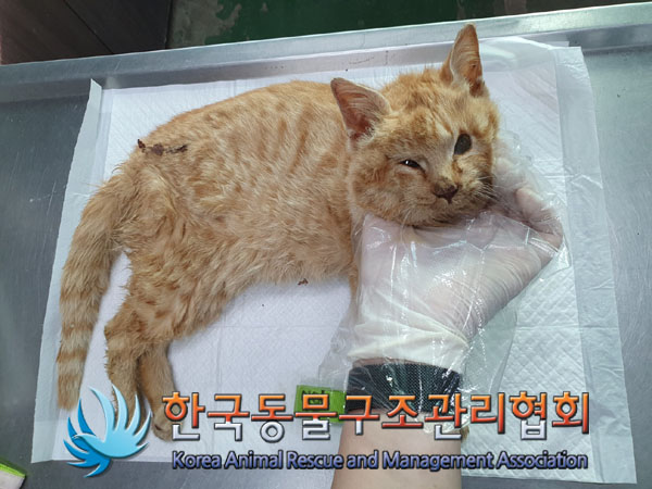 한국동물구조관리협회_441559202400007