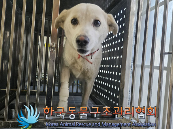 종료(안락사) 믹스…