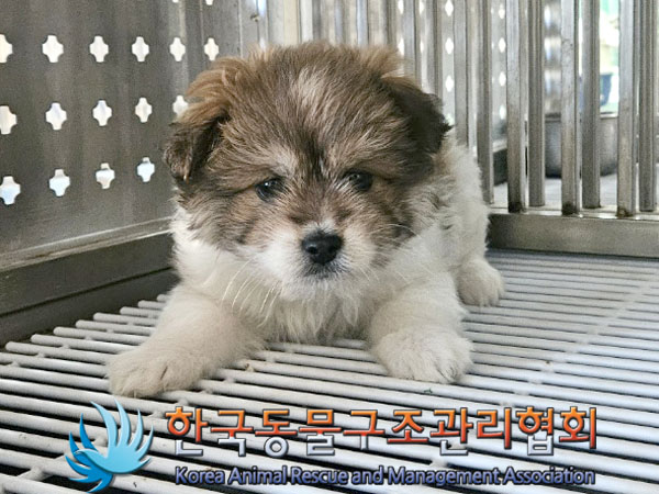 한국동물구조관리협회_441559202400006