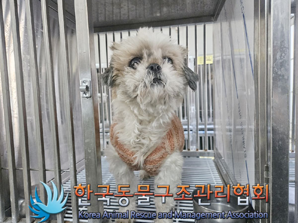 종료(반환) 시츄의…