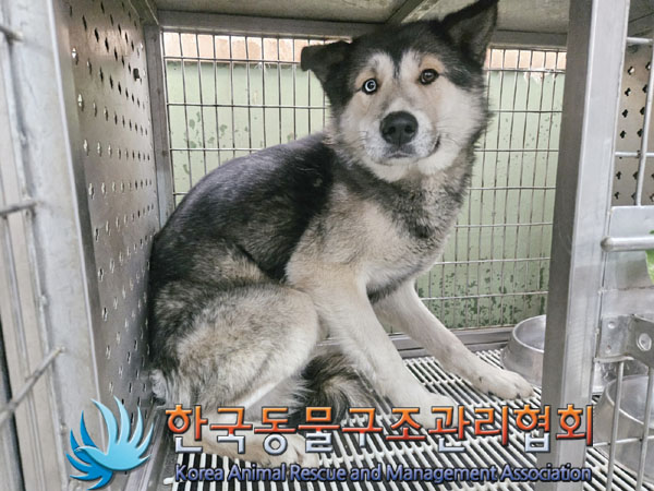 종료(반환) 믹스견…
