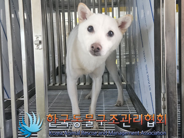 종료(반환) 믹스견…