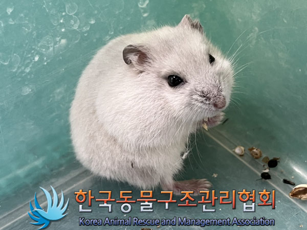 종료(입양) 햄스의…