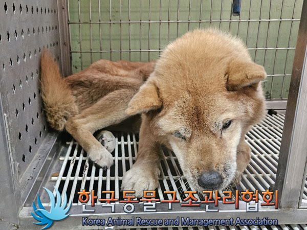 종료(반환) 믹스견…