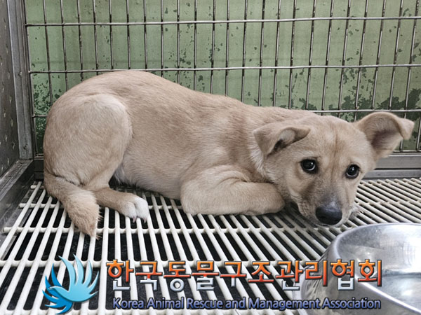 한국동물구조관리협회_441409202400023