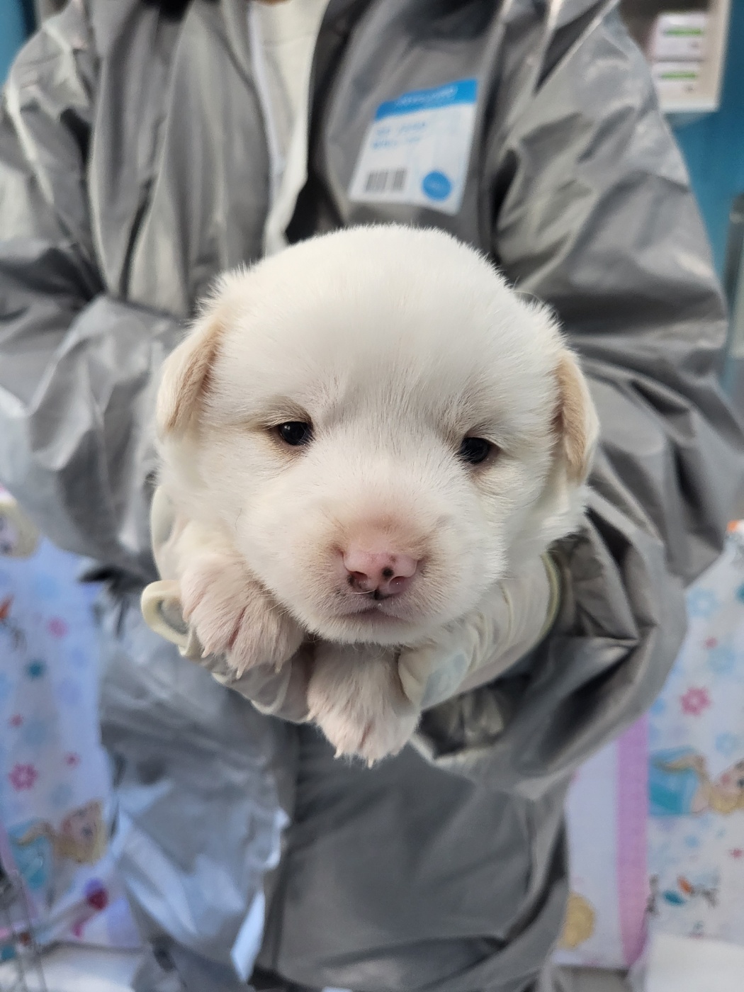 삼척시동물보호센터_442424202400002