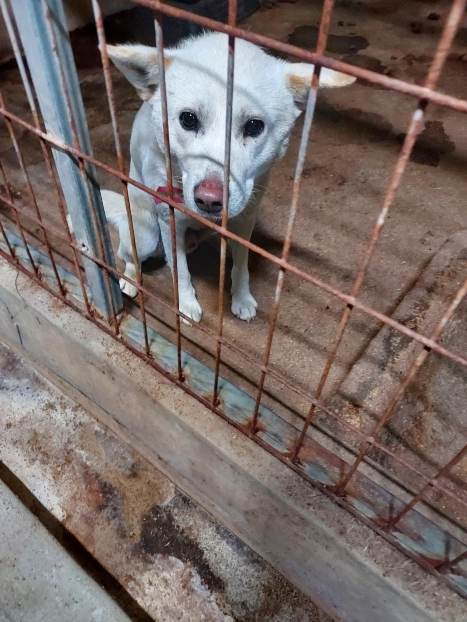 함양군위탁보호소_448546202400001