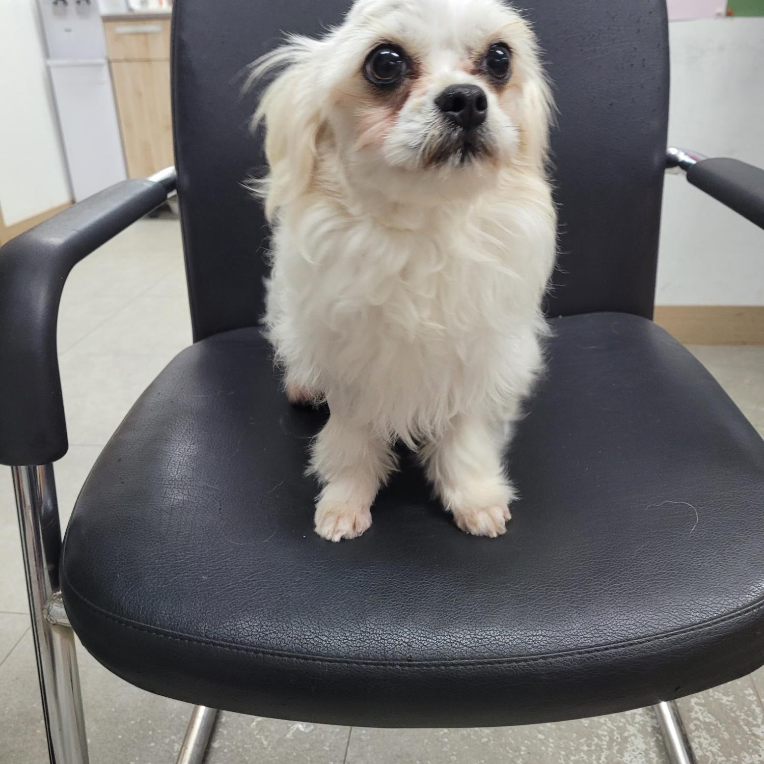 홍천군유기동물보호소_442425202300643