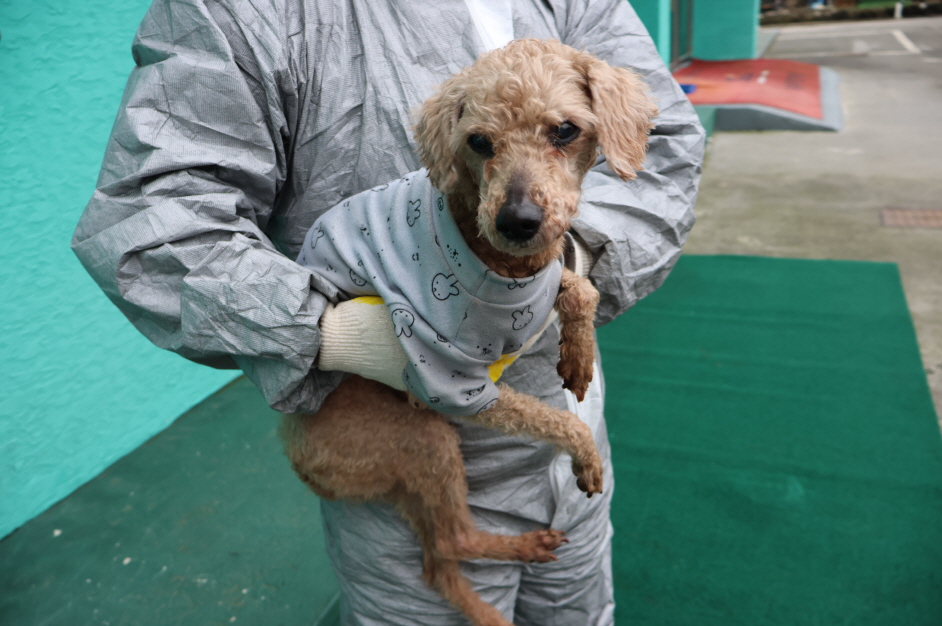 보호중 푸들의 가족…