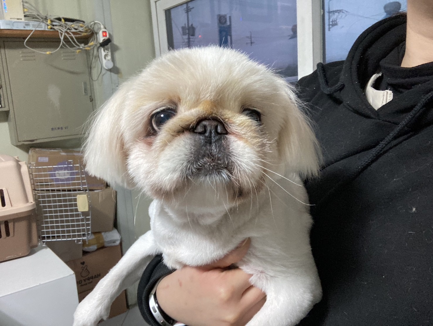종료(반환) 페키니…