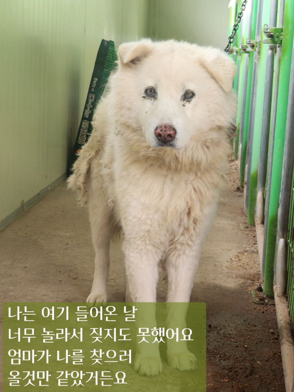 보호중 믹스견의 가…