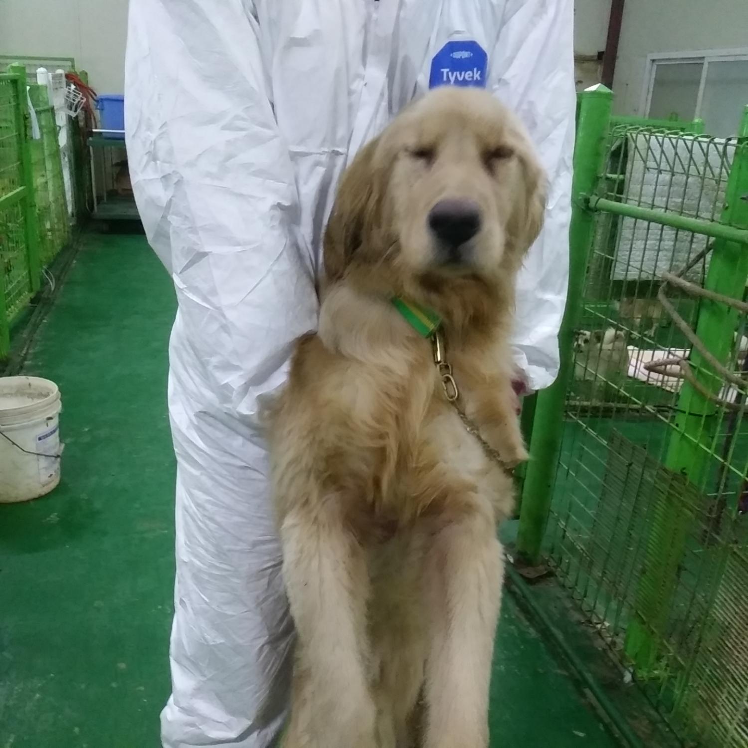종료(기증) 골든 …