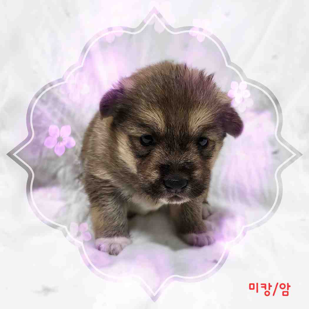 군산유기동물보호센터_445467202400058