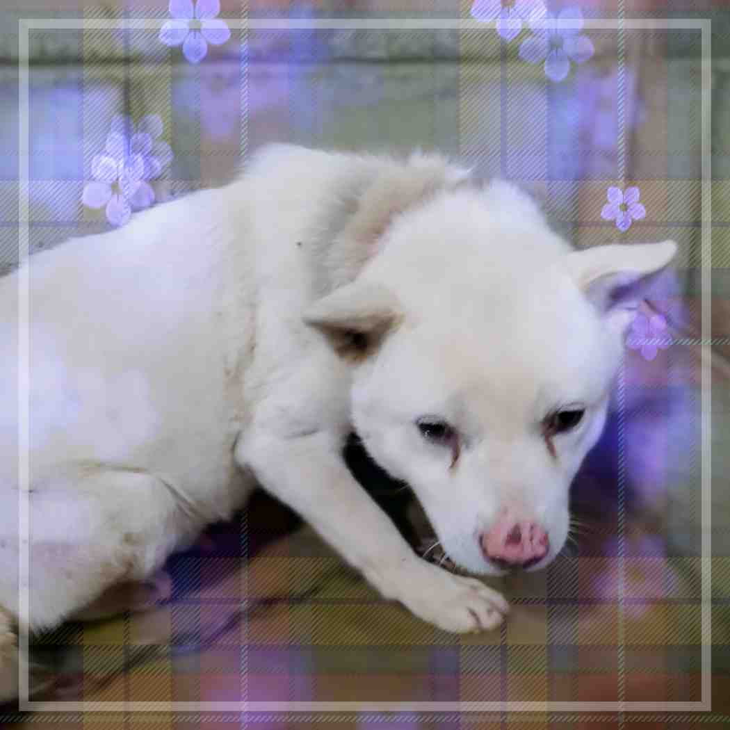 군산유기동물보호센터_445467202400065