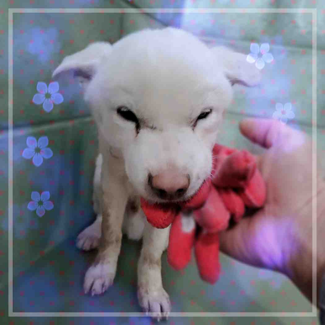 보호중 믹스견의 가…