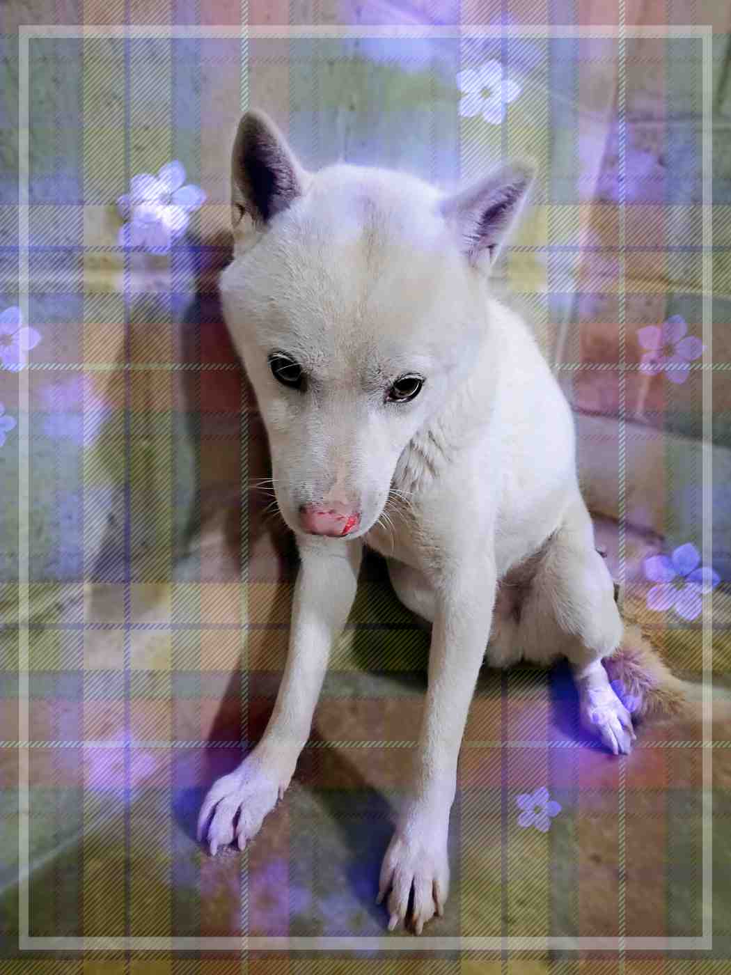 군산유기동물보호센터_445467202400066