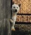 강진군 유기견 보호소_446492202400003