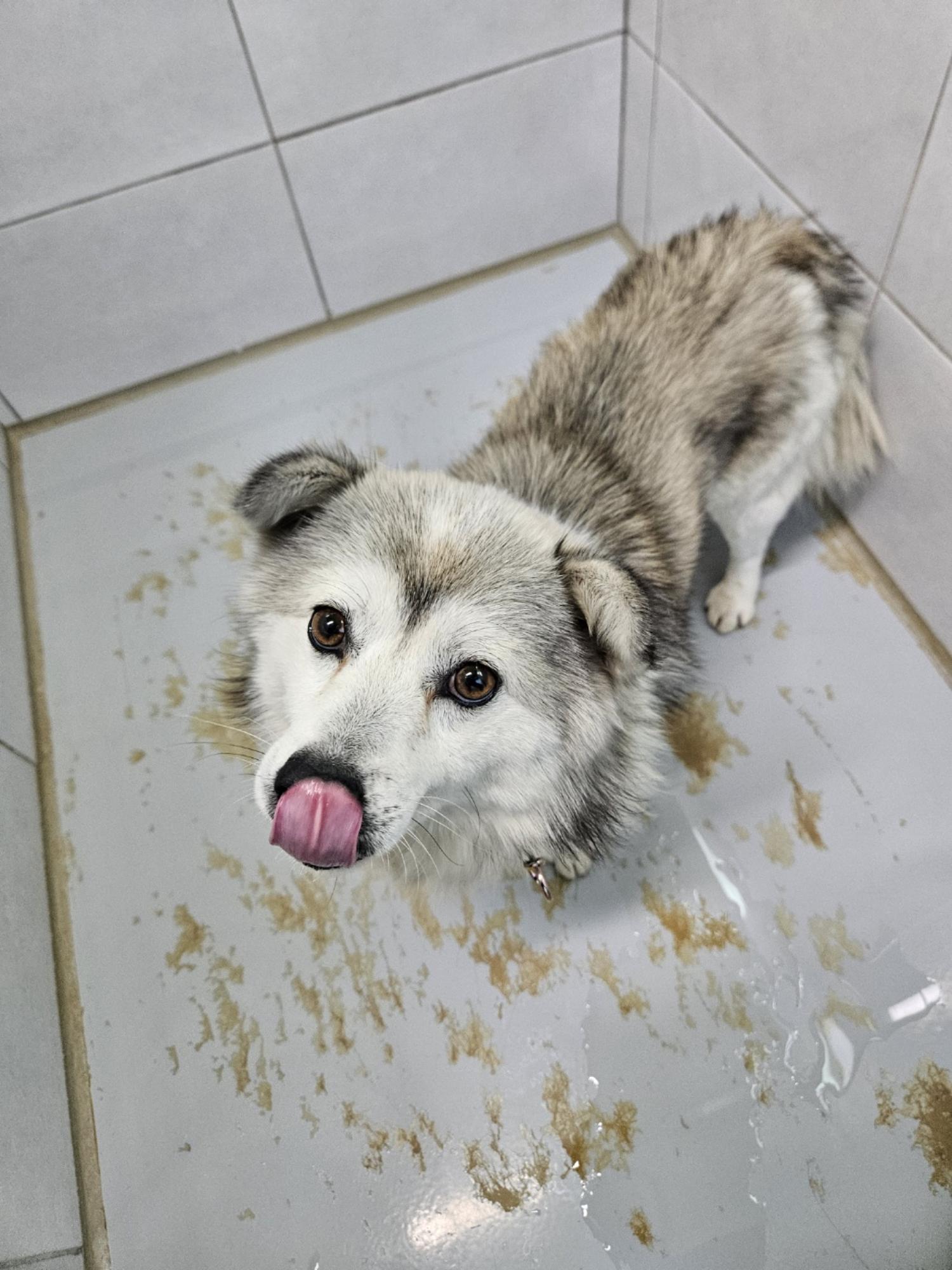 아산동물복지지원센터_444452202400031