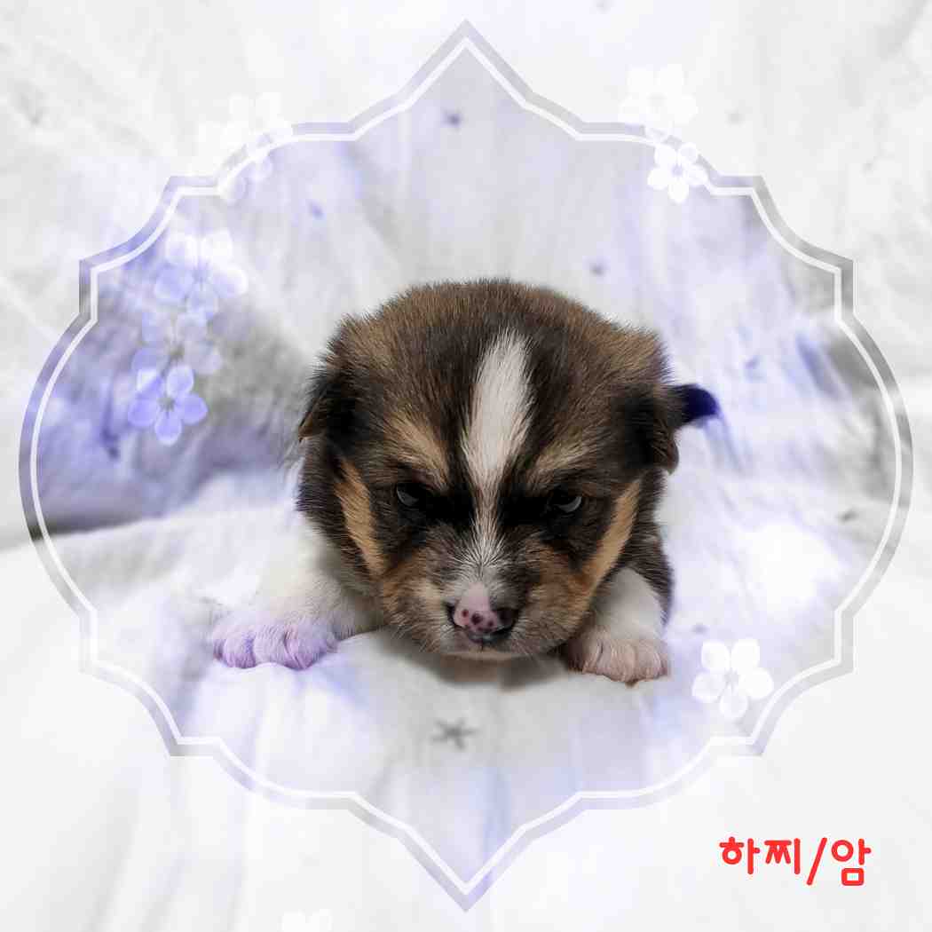 보호중 믹스견의 가…