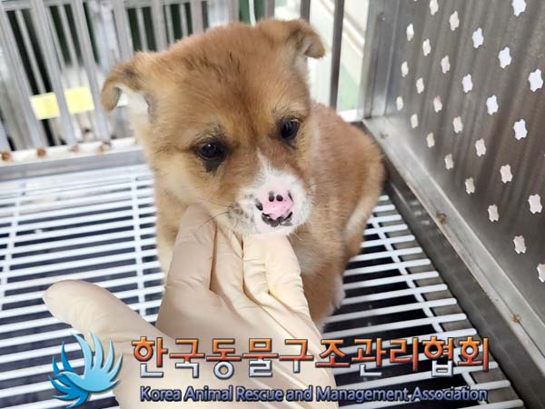 종료(안락사) 믹스…