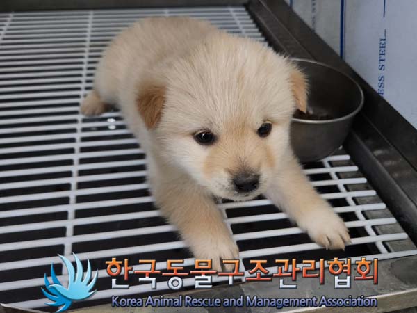 종료(입양) 믹스견…