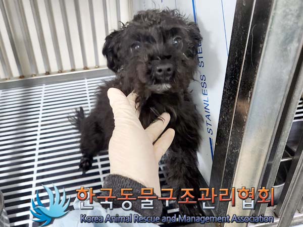 종료(기증) 믹스견…
