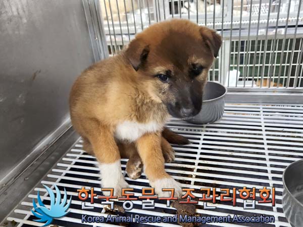 한국동물구조관리협회_411300202400004